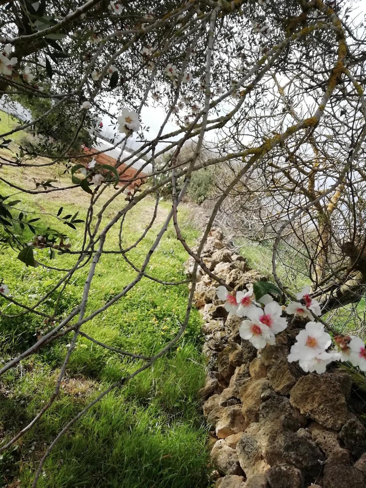 El Matorral Acomodação com café da manhã Alghero Exterior foto